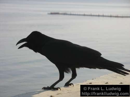 Indian Crow, Maharashtra, Bombay, Mumbai, India